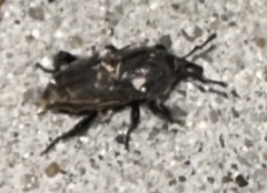 Sphenophorus coesifrons