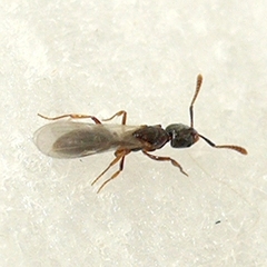Ponera pennsylvanica