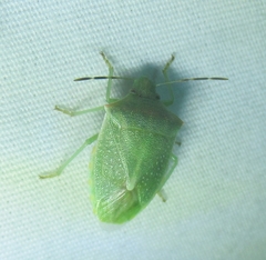Thyanta custator