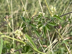 Serjania brachycarpa