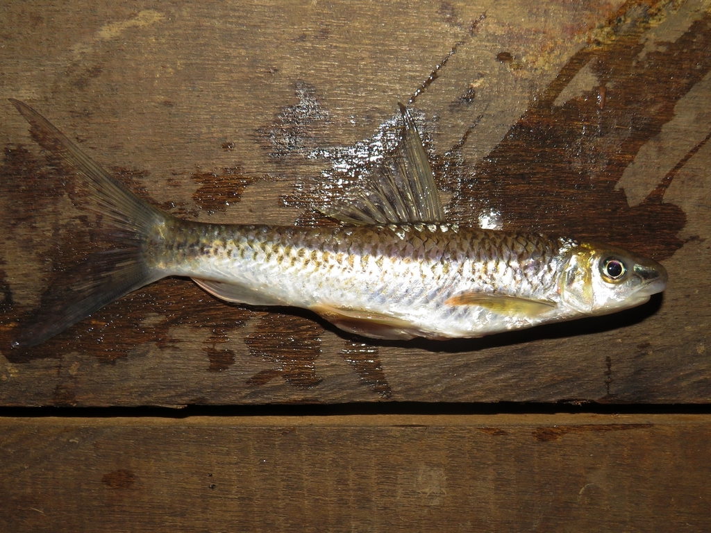 Lobocheilos kajanensis