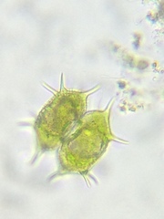 Xanthidium antilopaeum