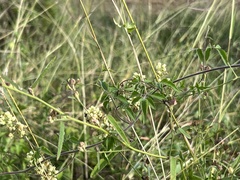 Serjania brachycarpa