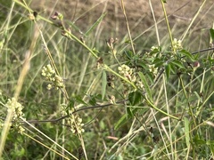 Serjania brachycarpa