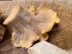 Cantharellus californicus