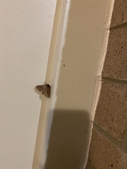 Herpetogramma phaeopteralis