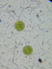 Acanthocystis turfacea