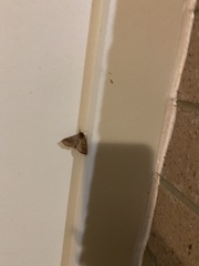 Herpetogramma phaeopteralis