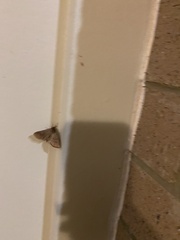 Herpetogramma phaeopteralis