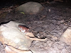 Hypopachus variolosus