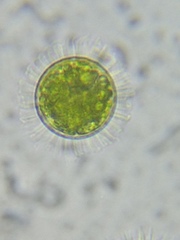 Acanthocystis turfacea