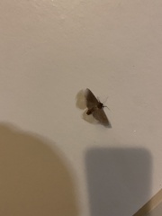 Herpetogramma phaeopteralis