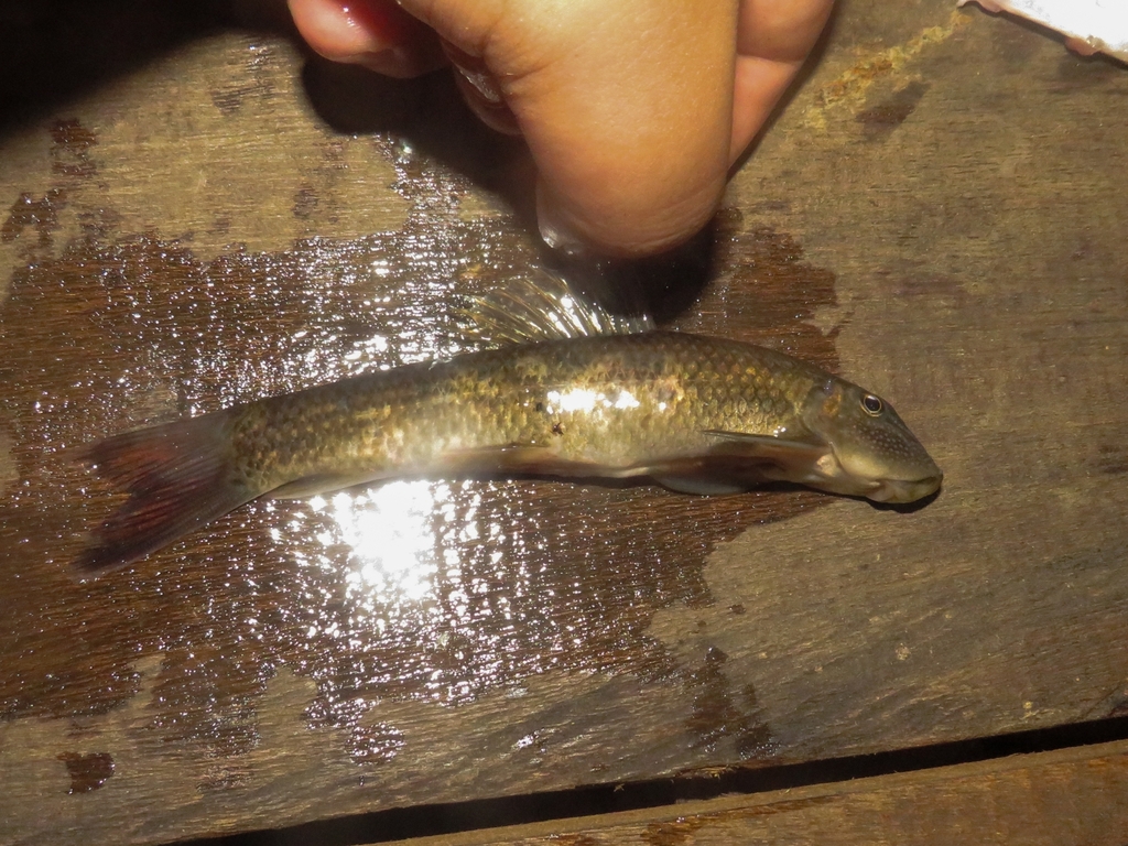Borneo algae-eater (Gyrinocheilus pustulosus)