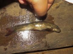 Gyrinocheilus pustulosus