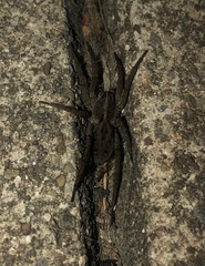 Tigrosa helluo