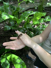 Nyssodesmus python