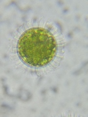 Acanthocystis turfacea