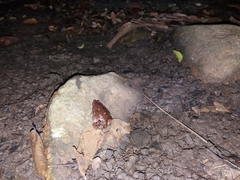 Hypopachus variolosus