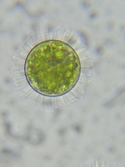 Acanthocystis turfacea