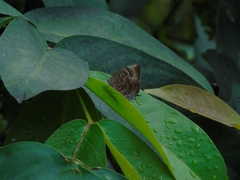 Arhopala centaurus