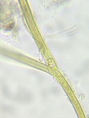 Tolypothrix lanata