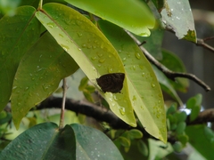 Arhopala centaurus