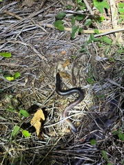 Dermophis mexicanus