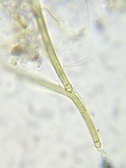 Tolypothrix lanata