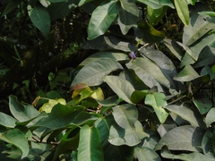 Arhopala centaurus