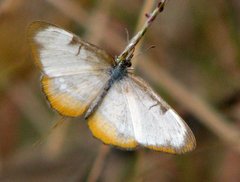 Florida White (Butterflies and selected moths of Central Texas) ·  iNaturalist