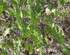Acleisanthes longiflora