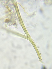 Tolypothrix lanata