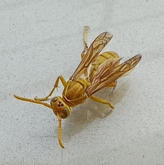 Polistes wattii