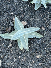 Asclepias erosa