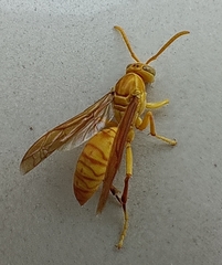 Polistes wattii
