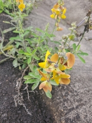 Crotalaria retusa
