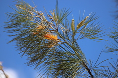 Grevillea pteridifolia