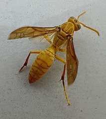 Polistes wattii