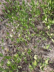 Acleisanthes longiflora
