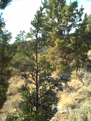Juniperus occidentalis