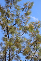 Grevillea pteridifolia