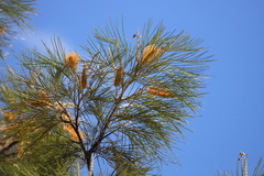 Grevillea pteridifolia