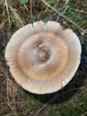 Amanita pachycolea