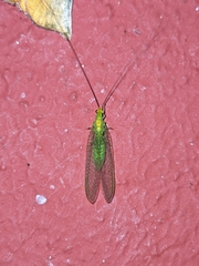 Leucochrysa pavida