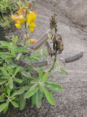 Crotalaria retusa