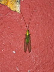 Leucochrysa pavida