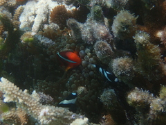 Entacmaea quadricolor