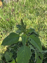 Amaranthus viridis