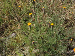 Tagetes