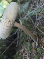 Amanita pachycolea